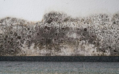 A Comprehensive Guide to Understanding Effective Mold Remediation…